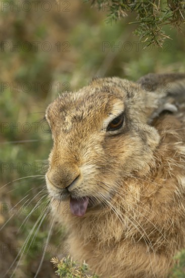 European brown hare (Lepus europaeus) adult animal showing humour or funny behaviour sticking its tongue out, England, United Kingdom