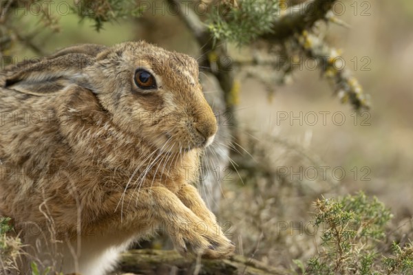 European brown hare (Lepus europaeus) adult animal stretching its front feet, England, United Kingdom