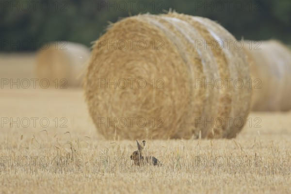 European brown hare (Lepus europaeus) adult animal resting in a farmland field in summer with straw or hay bales in the background, England, United Kingdom