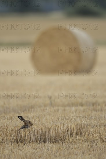 European brown hare (Lepus europaeus) adult animal resting in a farmland field in summer with straw or hay bale in the background, England, United Kingdom