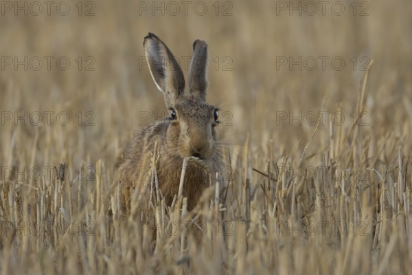 European brown hare (Lepus europaeus) adult animal eating a wheat plant sheath in a farmland stubble field in summer, England, United Kingdom