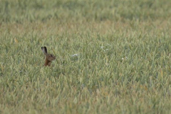 European brown hare (Lepus europaeus) adult animal in a farmland wheat crop field in summer, England, United Kingdom