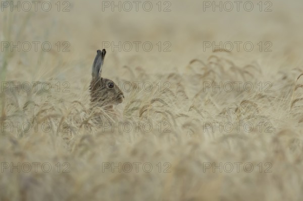 European brown hare (Lepus europaeus) adult animal in a farmland barley crop field in summer, England, United Kingdom