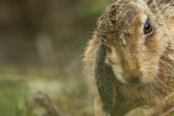 European brown hare (Lepus europaeus) adult animal resting in grassland, England, United Kingdom