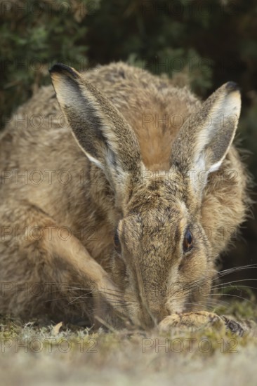 European brown hare (Lepus europaeus) adult animal washing its foot, England, United Kingdom