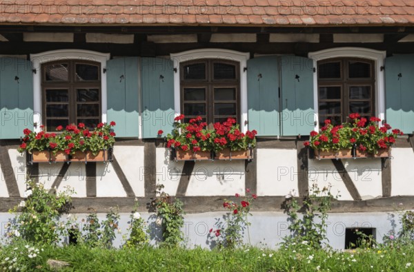 Half-timbered house with green-white painted shutters and red geraniums in flower boxes, Hohwiller, in German Hohweiler, Alsace, France