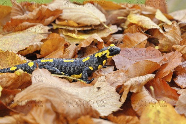 Fire salamander (Salamandra salamandra), in a beech forest on autumn leaves, autumn, Wilnsdorf, North Rhine-Westphalia, Germany