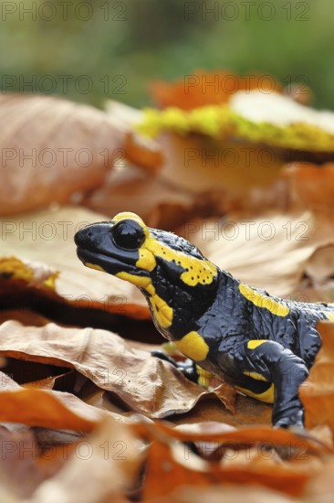 Fire salamander (Salamandra salamandra), in a beech forest on autumn leaves, autumn, animal portrait, Wilnsdorf, North Rhine-Westphalia, Germany