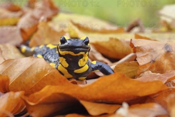 Fire salamander (Salamandra salamandra), in a beech forest on autumn leaves, autumn, animal portrait, Wilnsdorf, North Rhine-Westphalia, Germany
