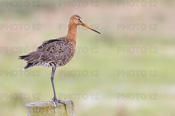 Blacktail (Limosa limosa), sitting room, on a fence post, snipe birds, wildlife, nature photography, wetland, ox moor, Dümmer See, Lembruch, Lower Saxony, Germany