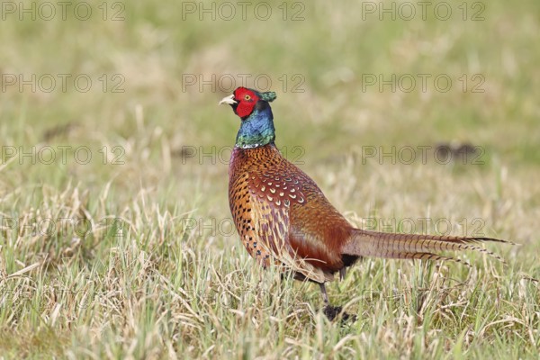 Pheasant, hunting pheasant (Phasianus colchicus), adult male bird in a meadow, wildlife, lembruch, ox moor, Dümmer nature park Park, Lower Saxony, Germany
