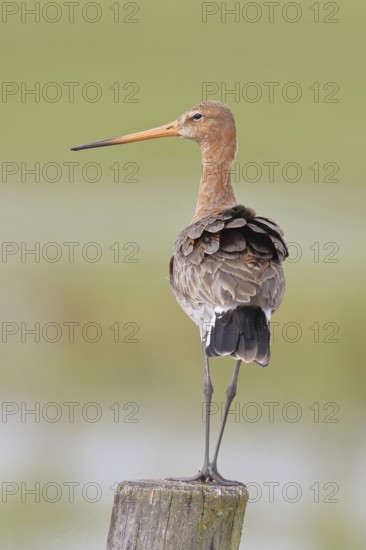 Blacktail (Limosa limosa), sitting room, on a fence post, snipe birds, wildlife, nature photography, wetland, ox moor, Dümmer See, Lembruch, Lower Saxony, Germany