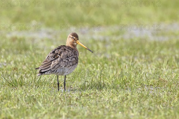 Blacktail (Limosa limosa) runs on the shore of a lake in a moor, snipe birds, wildlife, nature photography, oxmoor, Dümmer See, Hüde, Lower Saxony, Germany