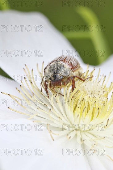 May beetle, field may beetle (Melolontha melolontha), female on the flower of clematis (Clematis), Wilnsdorf, North Rhine-Westphalia, Germany