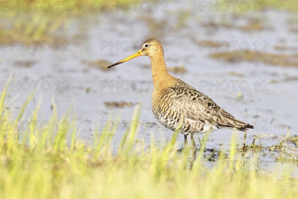 Greenpike (Limosa limosa) runs in shallow water in a moor, snipe birds, wildlife, nature photography, ox bog, Dümmer See, Hüde, Lower Saxony, Germany