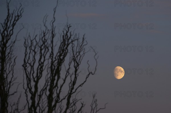 Reddish moon early evening, Darß, Mecklenburg-Western Pomerania, Germany