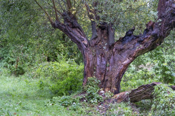 Old willow tree (Salix) split by lightning, Darß, Mecklenburg-Western Pomerania, Germany