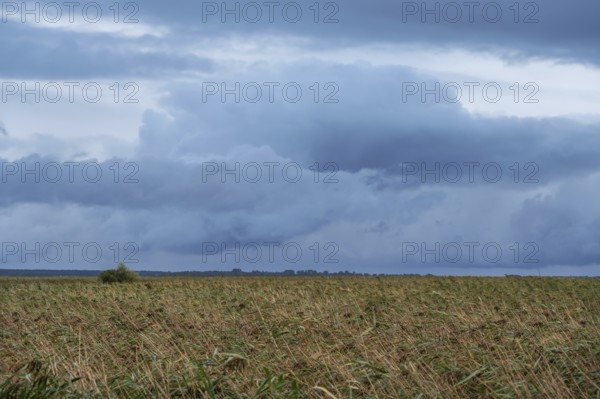 Reed, thatch (Phragmites australis) on the lagoon, dark rain clouds (Nimbostratus), Ahrenshoop, Darß, Mecklenburg-Western Pomerania, Germany