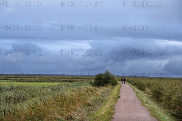 Hiking trail through the lagoon landscape, rain clouds (Nimbostratus), Ahrenshoop, Darß, Mecklenburg-Western Pomerania, Germany