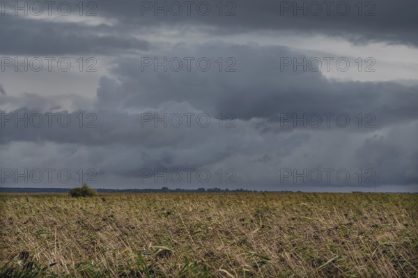 Dark rain clouds (Nimbostratus) above the lagoon, reed, thatch (Phragmites australis), Ahrenshoop, Darß, Mecklenburg-Western Pomerania, Germany