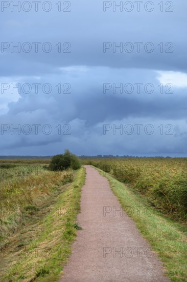 Hiking trail through the lagoon landscape, rain clouds (Nimbostratus), Ahrenshoop, Darß, Mecklenburg-Western Pomerania, Germany