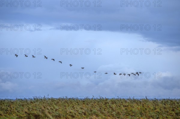 Flying gray geese (Anser anser) over the lagoon with reeds, thatch (Phragmites australis) Ahrenshoop, Darß, Mecklenburg-Western Pomerania, Germany