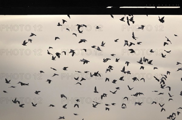 Swarm of pigeons in a city in the sky, autumn, Germany