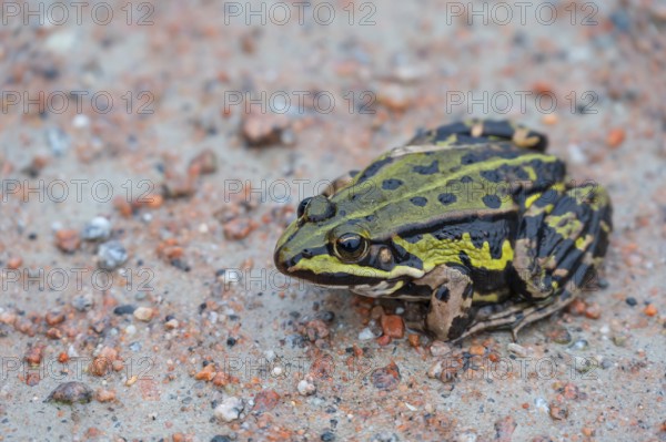 Edible Frog (Pelophylax esculentus) on a path, Darß, Mecklenburg-Western Pomerania, Germany