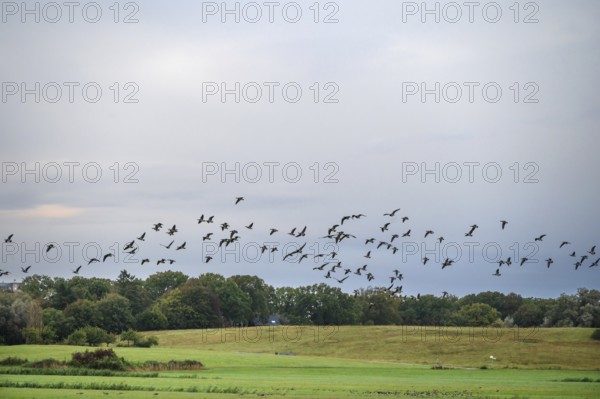 Flying gray geese (Anser anser) across the Darß, Mecklenburg-Western Pomerania, Germany