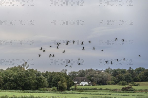 Flying gray geese (Anser anser) over Ahrenshoop, Darß, Mecklenburg-Western Pomerania, Germany