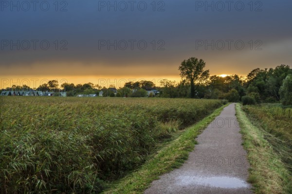 Evening sky over the lagoon, reeds on the left, thatch (Phragmites australis), Ahrenshoop, Mecklenburg-Western Pomerania, Germany