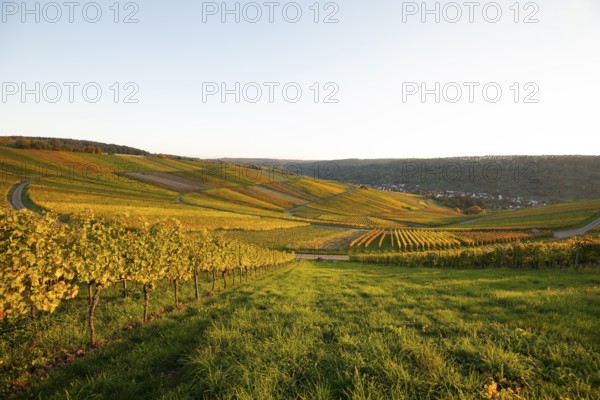 Golden evening sun shines over the colorful vines in the vineyards of Beutelsbach and Weinstadt Baden-Württemberg Germany
