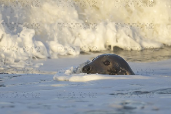 Grey seal (Halichoerus grypus) adult animal in the breaking waves of the sea, England, United Kingdom