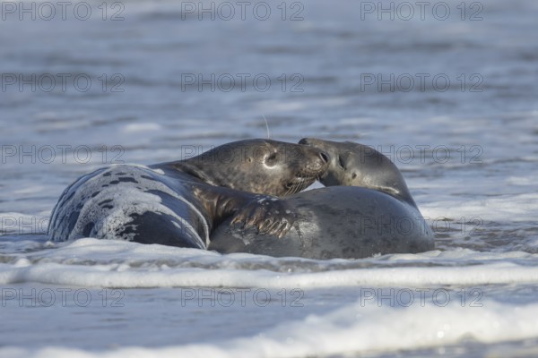 Grey seal (Halichoerus grypus) two adult animals in love courting in the waves of the sea, England, United Kingdom