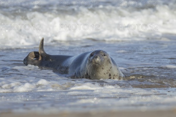 Grey seal (Halichoerus grypus) adult animal in the waves of the sea, England, United Kingdom
