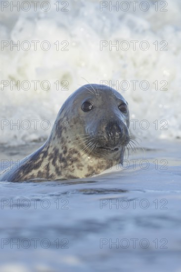 Grey seal (Halichoerus grypus) adult animal in the breaking waves of the sea, England, United Kingdom