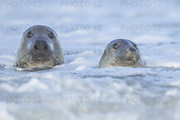 Grey seal (Halichoerus grypus) two adult animals in the waves of the sea, England, United Kingdom
