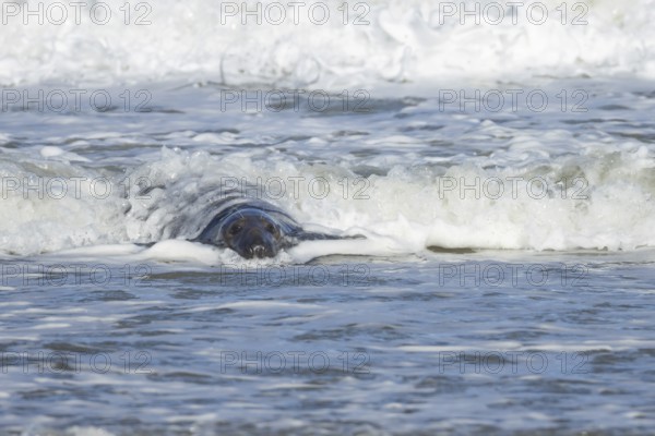 Grey seal (Halichoerus grypus) adult animal in the sea with a breaking wave going over its body, England, United Kingdom