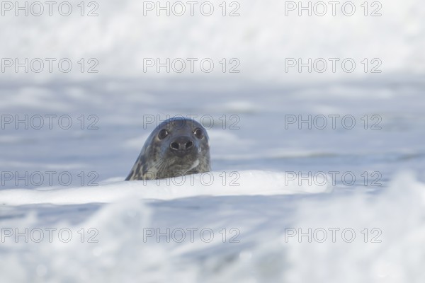 Grey seal (Halichoerus grypus) adult animal in the breaking waves of the sea, England, United Kingdom