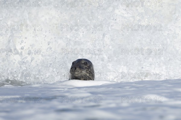 Grey seal (Halichoerus grypus) adult animal in the sea with a breaking wave in the background, England, United Kingdom