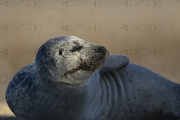 Common seal (Phoca vitulina) adult animal sleeping on a beach, England, United Kingdom