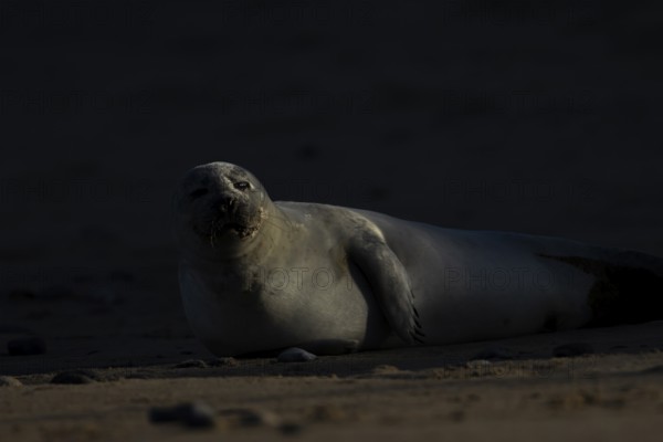 Common seal (Phoca vitulina) adult animal resting on a beach, England, United Kingdom