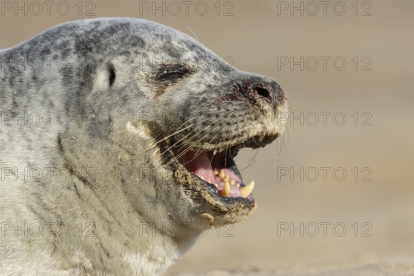 Common seal (Phoca vitulina) adult animal yawning on a beach, England, United Kingdom
