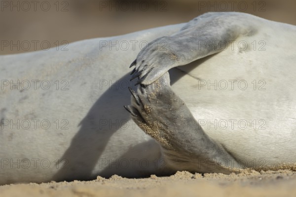Common seal (Phoca vitulina) adult animal resting on a beach close up of its front flippers England, United Kingdom