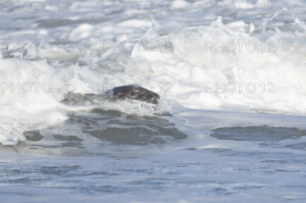 Grey seal (Halichoerus grypus) adult animal surfing on a breaking wave on the sea, England, United Kingdom