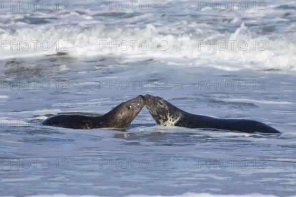 Grey seal (Halichoerus grypus) two adult animals kissing in the breaking waves of the sea, England, United Kingdom