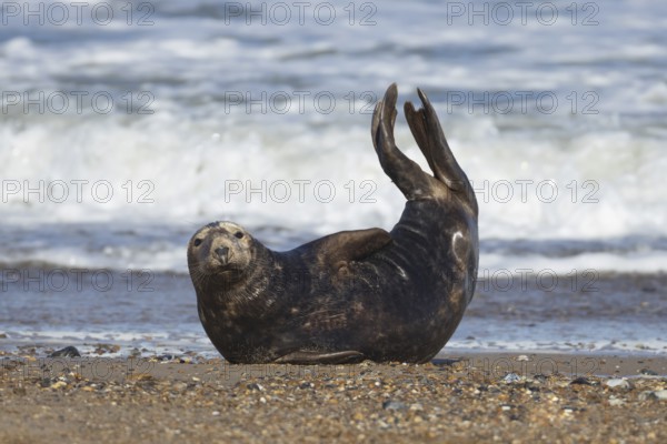 Grey seal (Halichoerus grypus) adult animal resting on a beach by the sea, England, United Kingdom