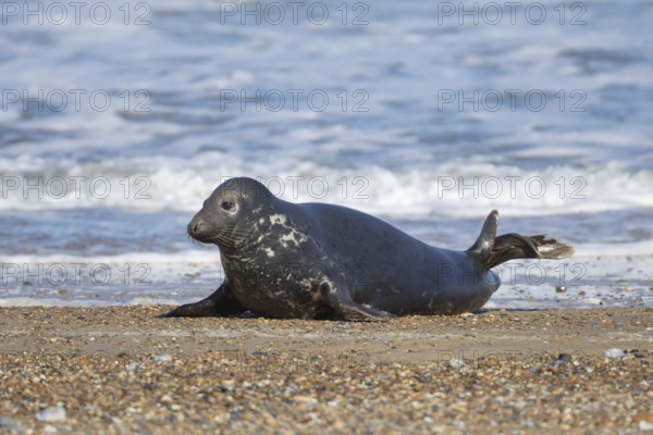 Grey seal (Halichoerus grypus) adult animal on a beach by the sea, England, United Kingdom