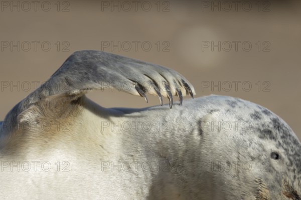 Common seal (Phoca vitulina) adult animal resting on a beach close up of one of its front flippers, England, United Kingdom