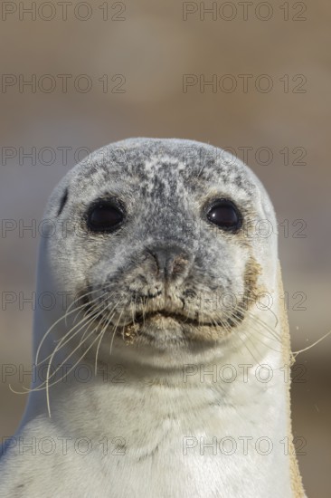 Common seal (Phoca vitulina) adult animal head portrait, England, United Kingdom
